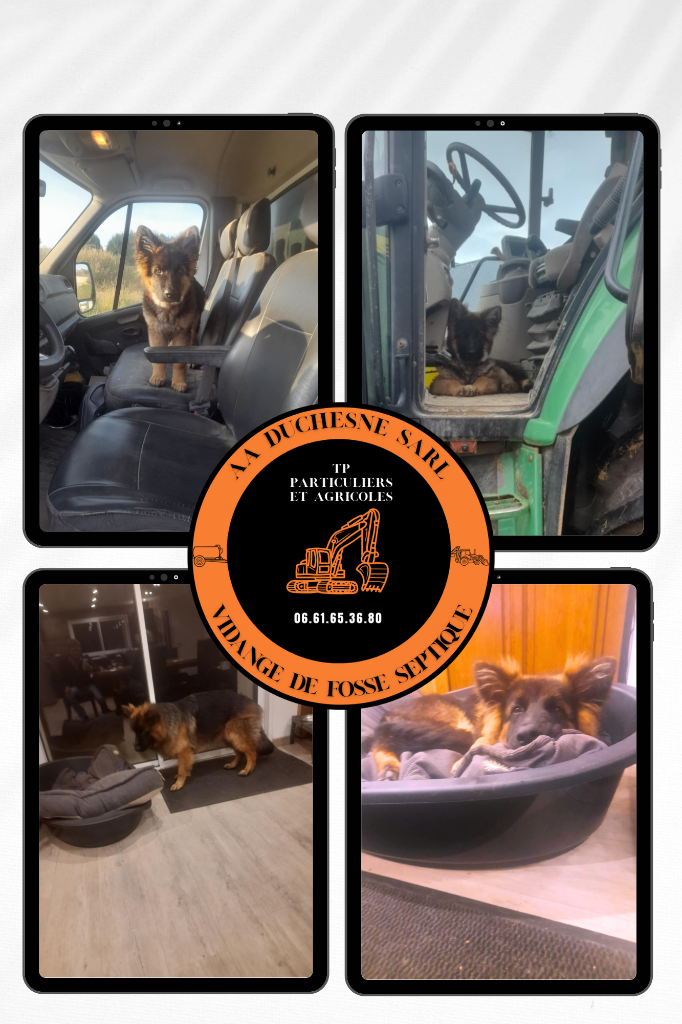 Mon fidèle assistant